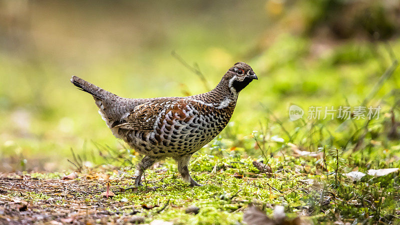 榛松鸡（Tetrastes bonasia），Haselhuhn